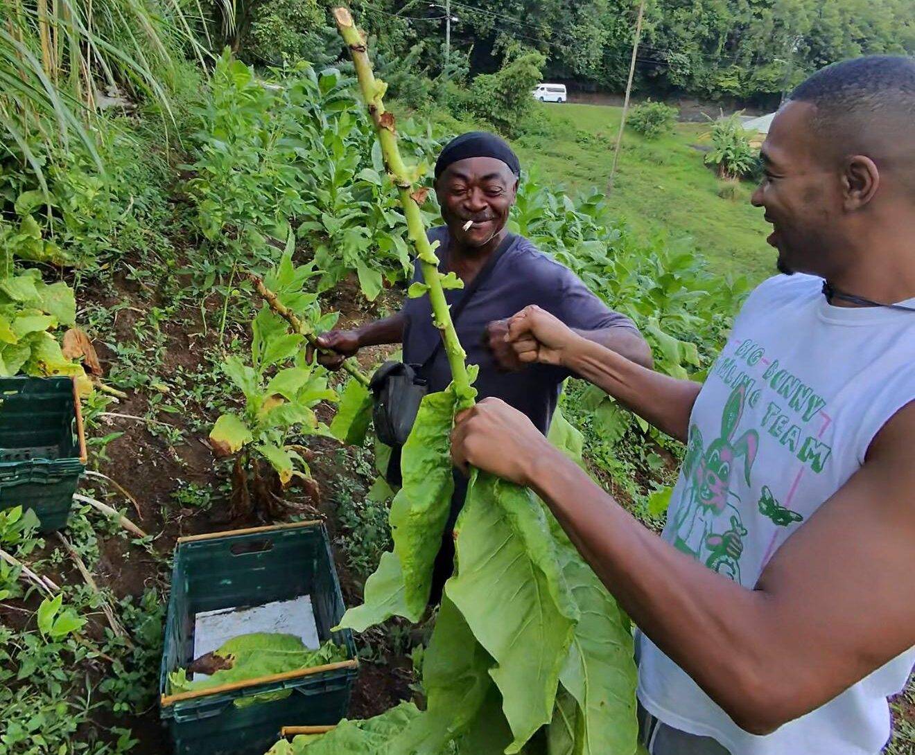 vincy local high leaf tobacco farming